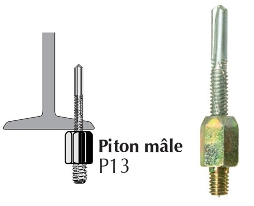 piton mâle P13